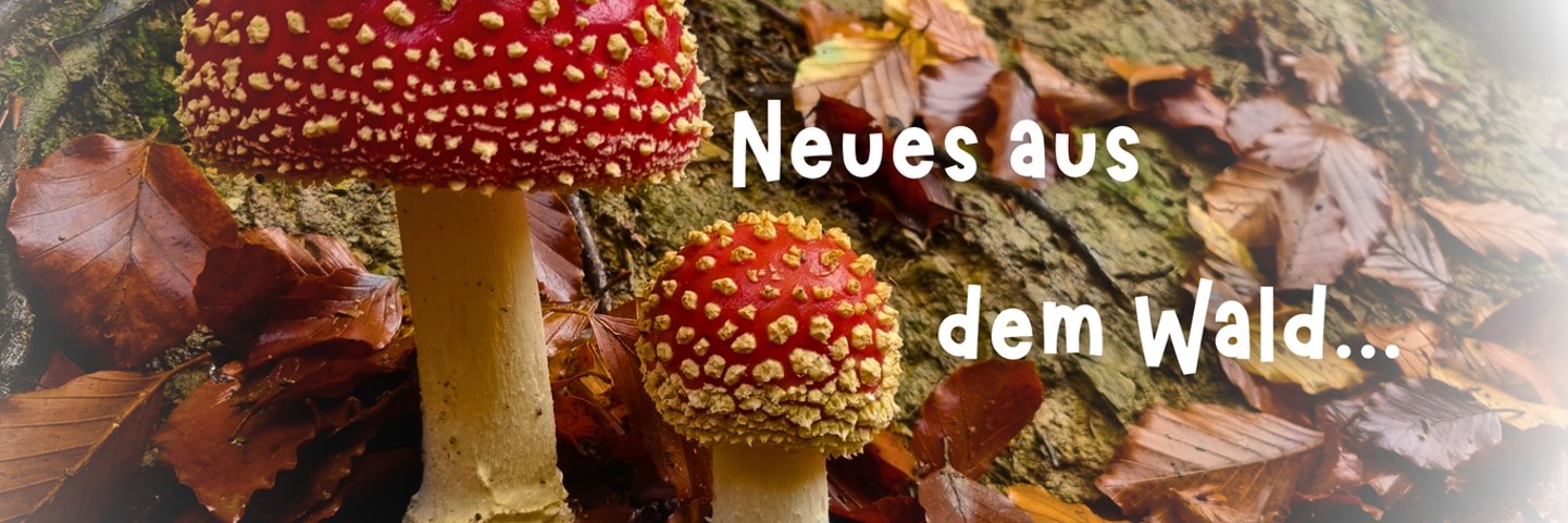 Banner- Fliegenpilze mit Schriftzug Neues aus dem Wald