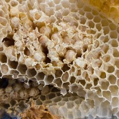 Bienenwabe Bienenwabe