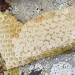 Bienenwabe Bienenwabe