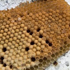 Bienenwabe Bienenwabe