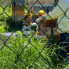 Kinder beobachten wie eine Bienenwabe aus einem Ablegerkasten gezogen wird Kinder beobachten wie eine Bienenwabe aus einem Ablegerkasten gezogen wird