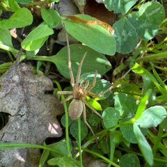 Spinne in der Natur
