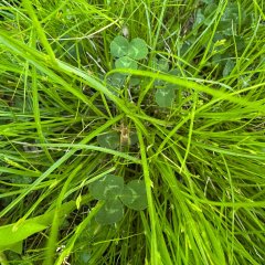 Spinne im Gras